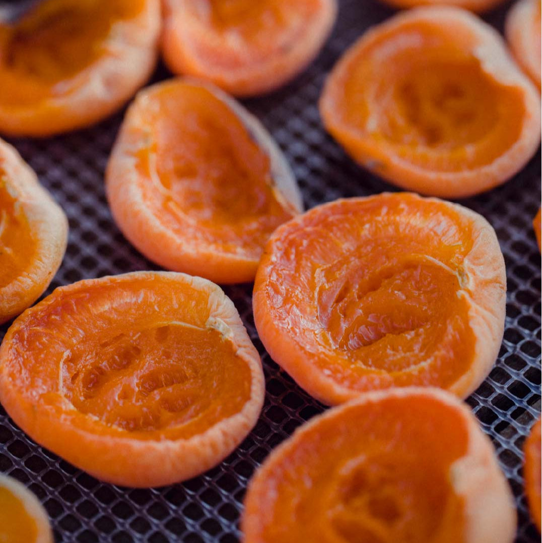 Afghani Apricots (Gold)